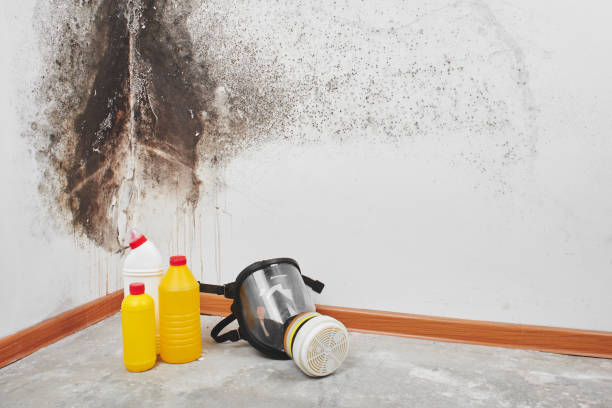 Reliable Newark, CA Mold Removal Solutions