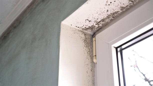 Best Mold Damage Repair  in Newark, CA