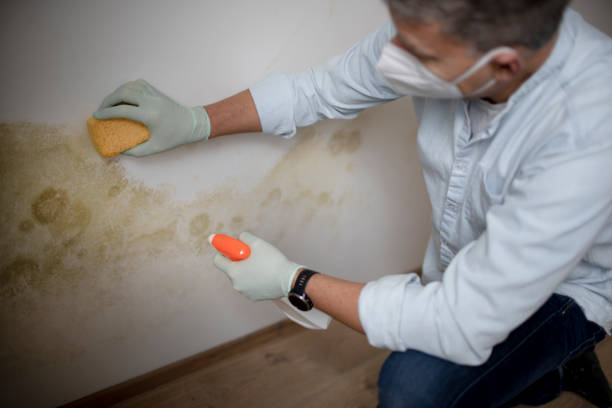 Best Mold Testing  in Newark, CA