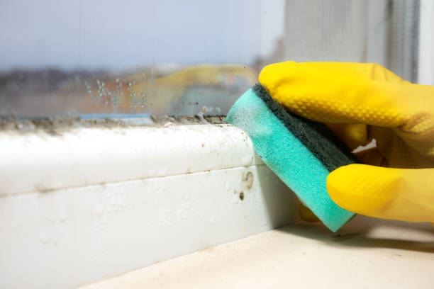 Crawl Space Mold Removal in Newark, CA