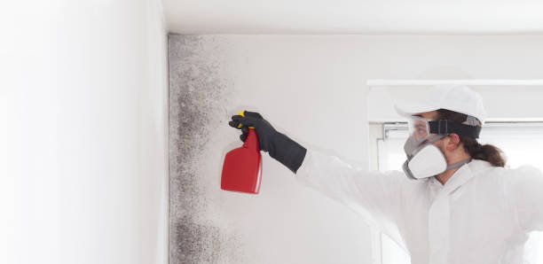Best Mold Remediation Services  in Newark, CA