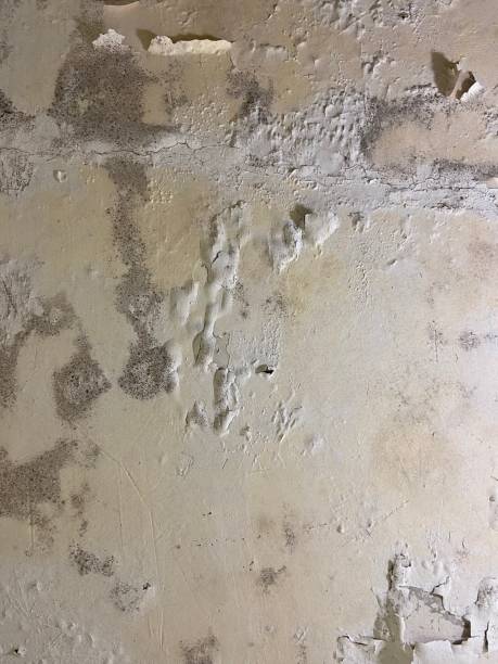 Best Mold Remediation Experts  in Newark, CA