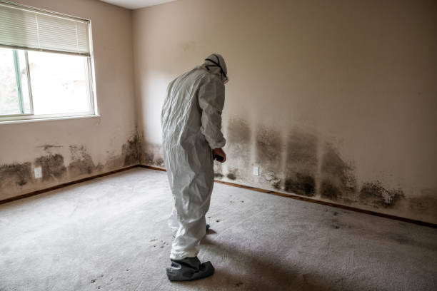 Best Attic Mold Removal  in Newark, CA