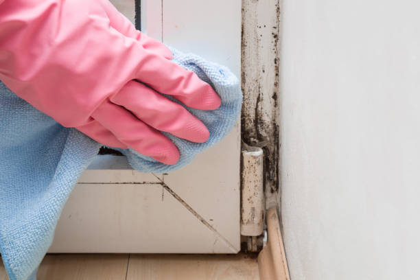 Best Office Mold Removal Services  in Newark, CA