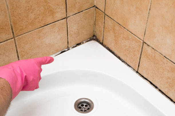 Best Mold Testing and Removal  in Newark, CA