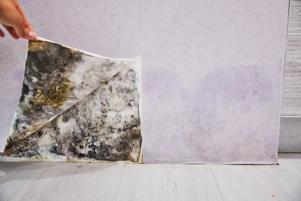 Best Mold Testing  in Newark, CA
